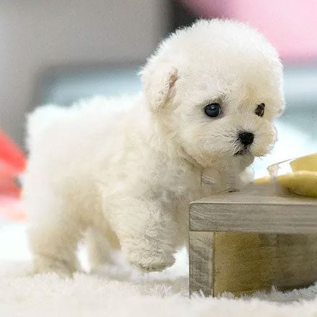 Glevato | Robot Puppy Toy | Walks, Barks, and Responds