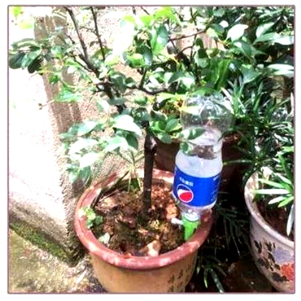 Glevato | Adjustable Plant Watering Spikes for Garden & Home Use