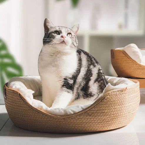 Glevato | Bamboo Bed