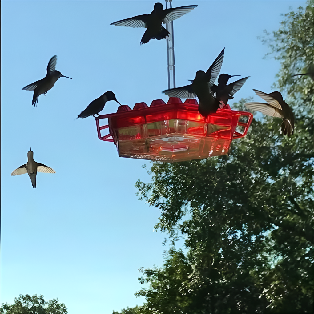 Glevato | Hummingbird Feeder with Ant Moat & Bee Guards